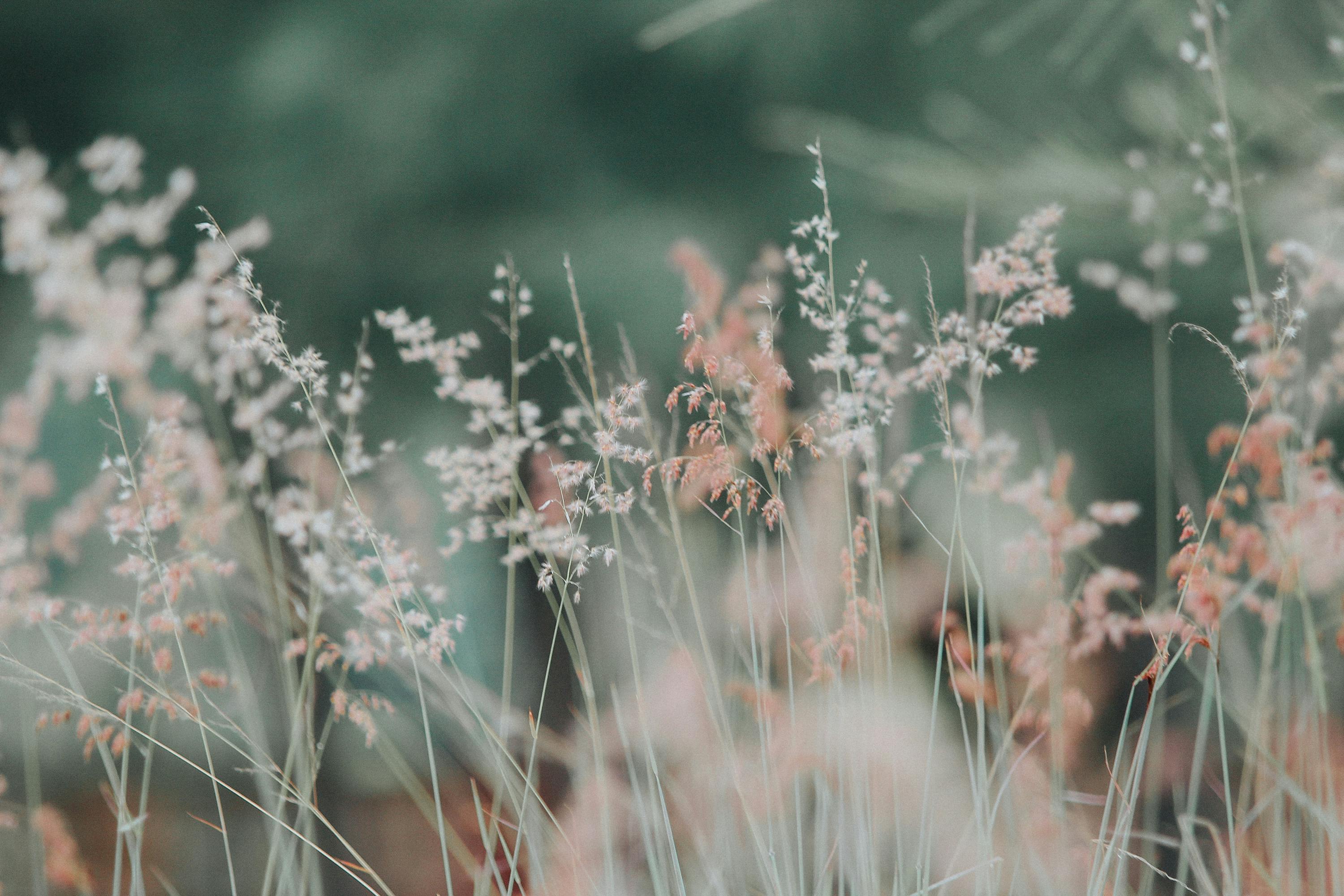 Zen Garden wallpaper